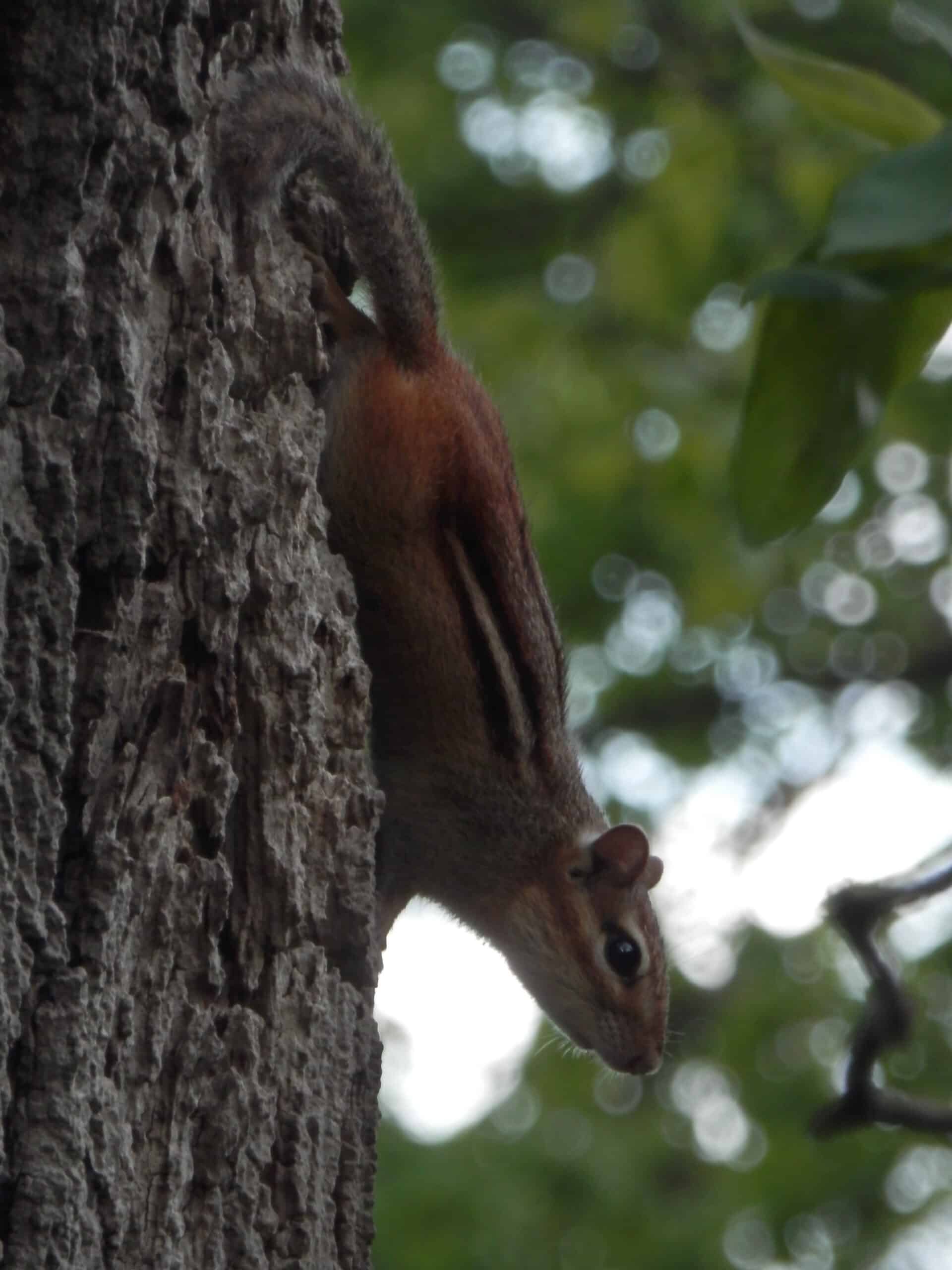File:Eastern Chipmunk (Tamias striatus) – Guelph 02.jpg File:Eastern Chipmunk (Tamias striatus) – Guelph 02.jpg