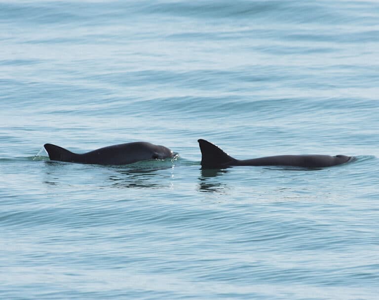 Gobierno de la República Trabaja en la recuperación de la vaquita marina