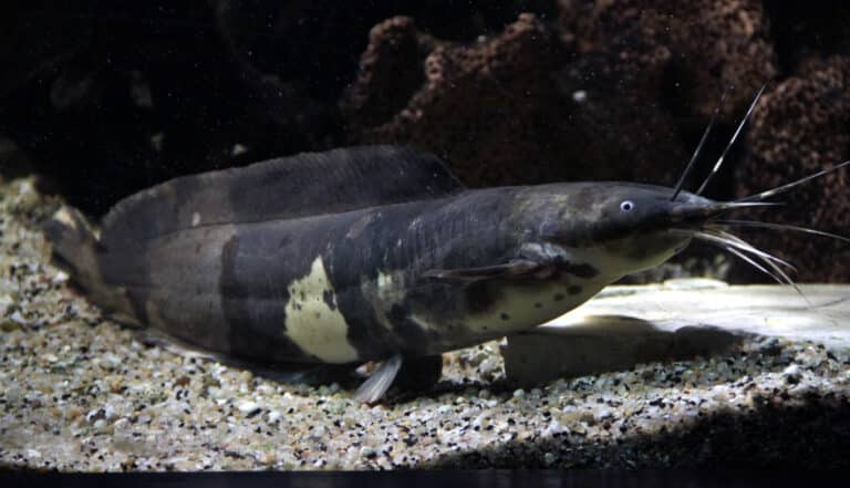 Aquarium tropical de Pierrefitte-Nestalas 03082018 Clarias batrachus 1 Aquarium tropical de Pierrefitte-Nestalas 03082018 Clarias batrachus 1