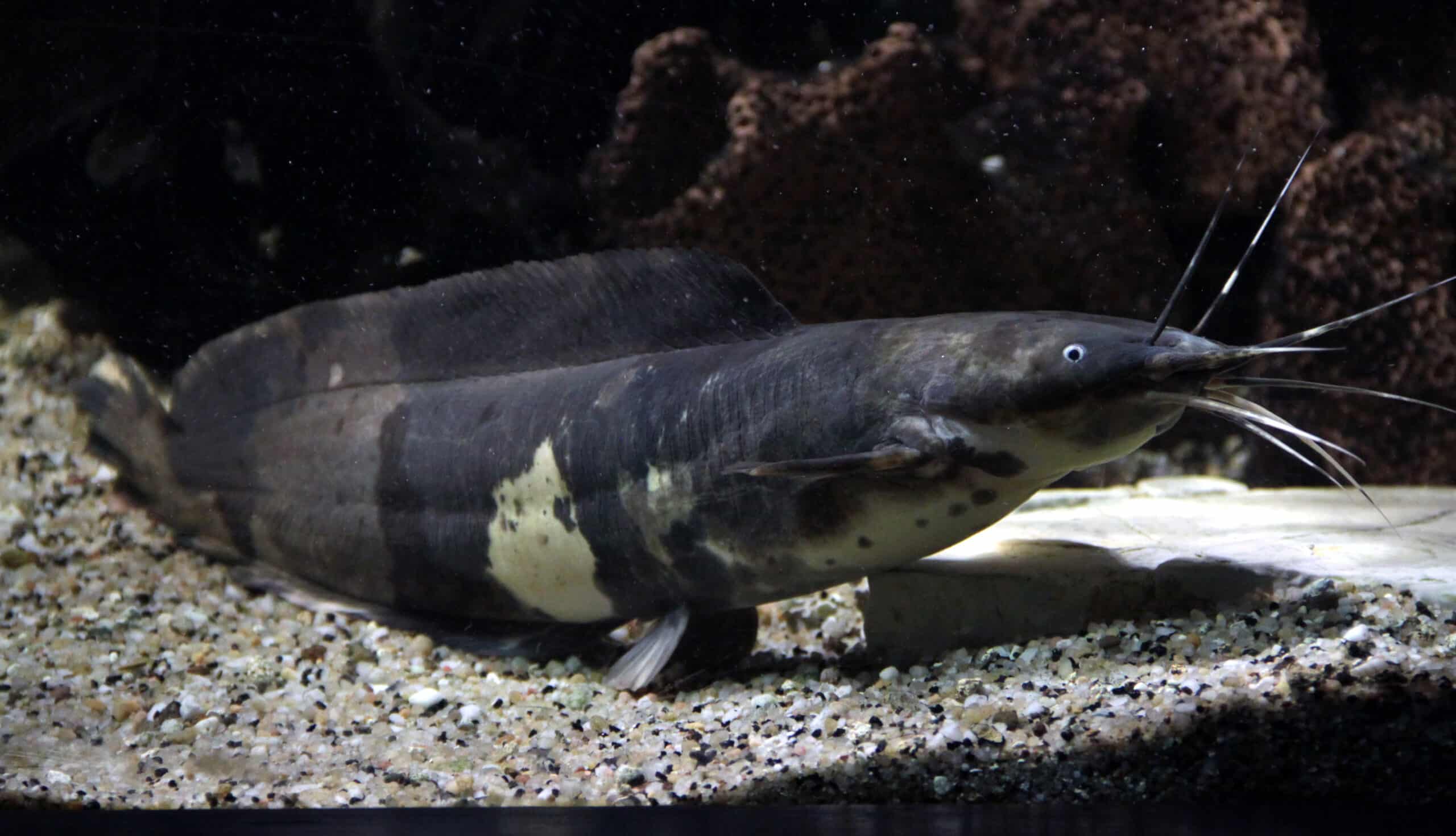 Aquarium tropical de Pierrefitte-Nestalas 03082018 Clarias batrachus 1 Aquarium tropical de Pierrefitte-Nestalas 03082018 Clarias batrachus 1