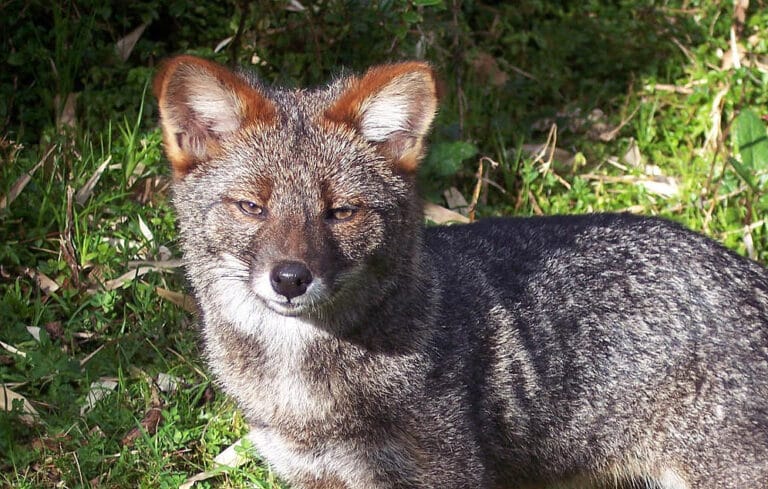 Pseudalopex fulvipes-primer plano Pseudalopex fulvipes-primer plano Darwin’s fox