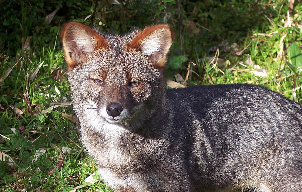 Pseudalopex fulvipes-primer plano Pseudalopex fulvipes-primer plano Darwin’s fox