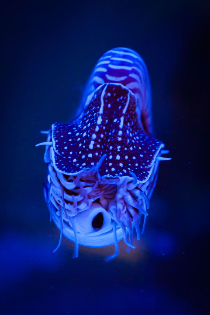 Nautilus Nautilus
