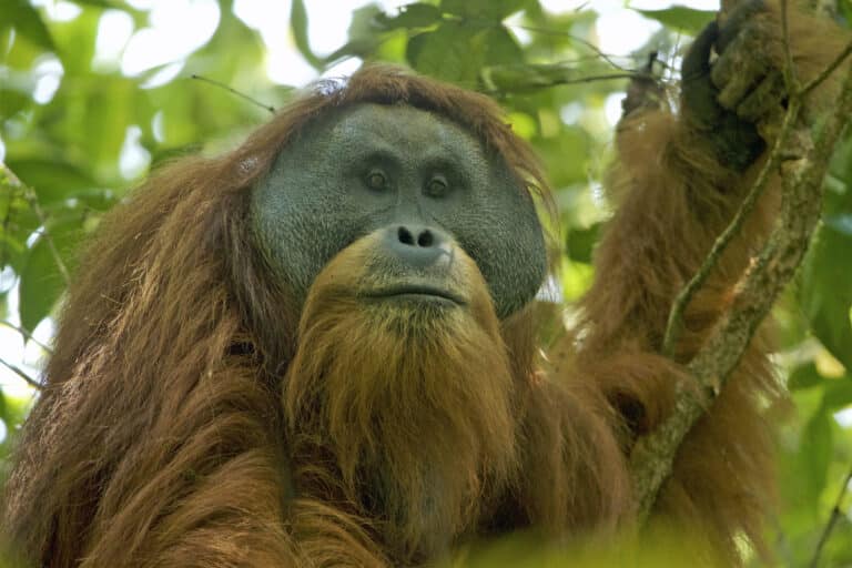 Pongo tapanuliensis Pongo tapanuliensis