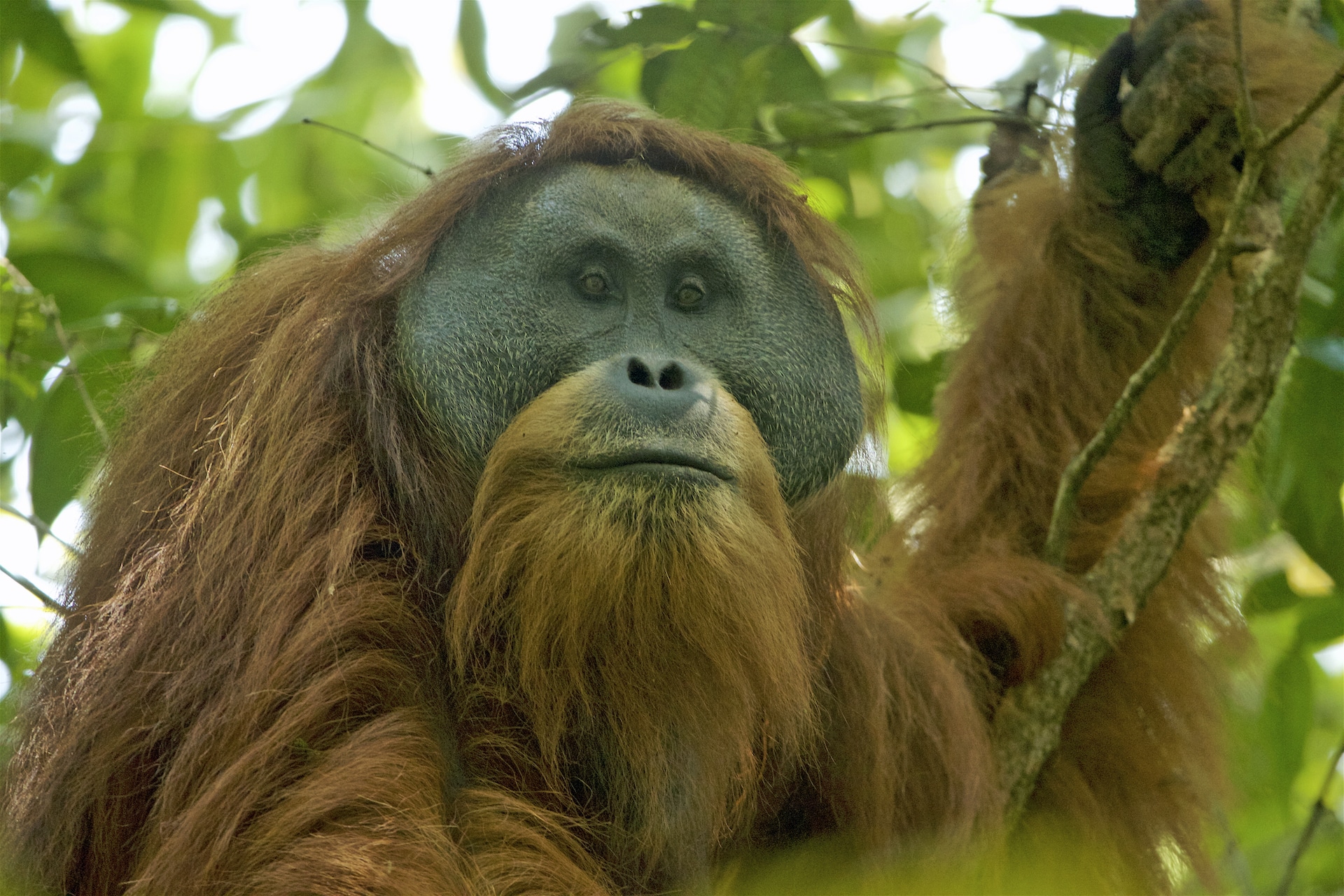 Pongo tapanuliensis Pongo tapanuliensis