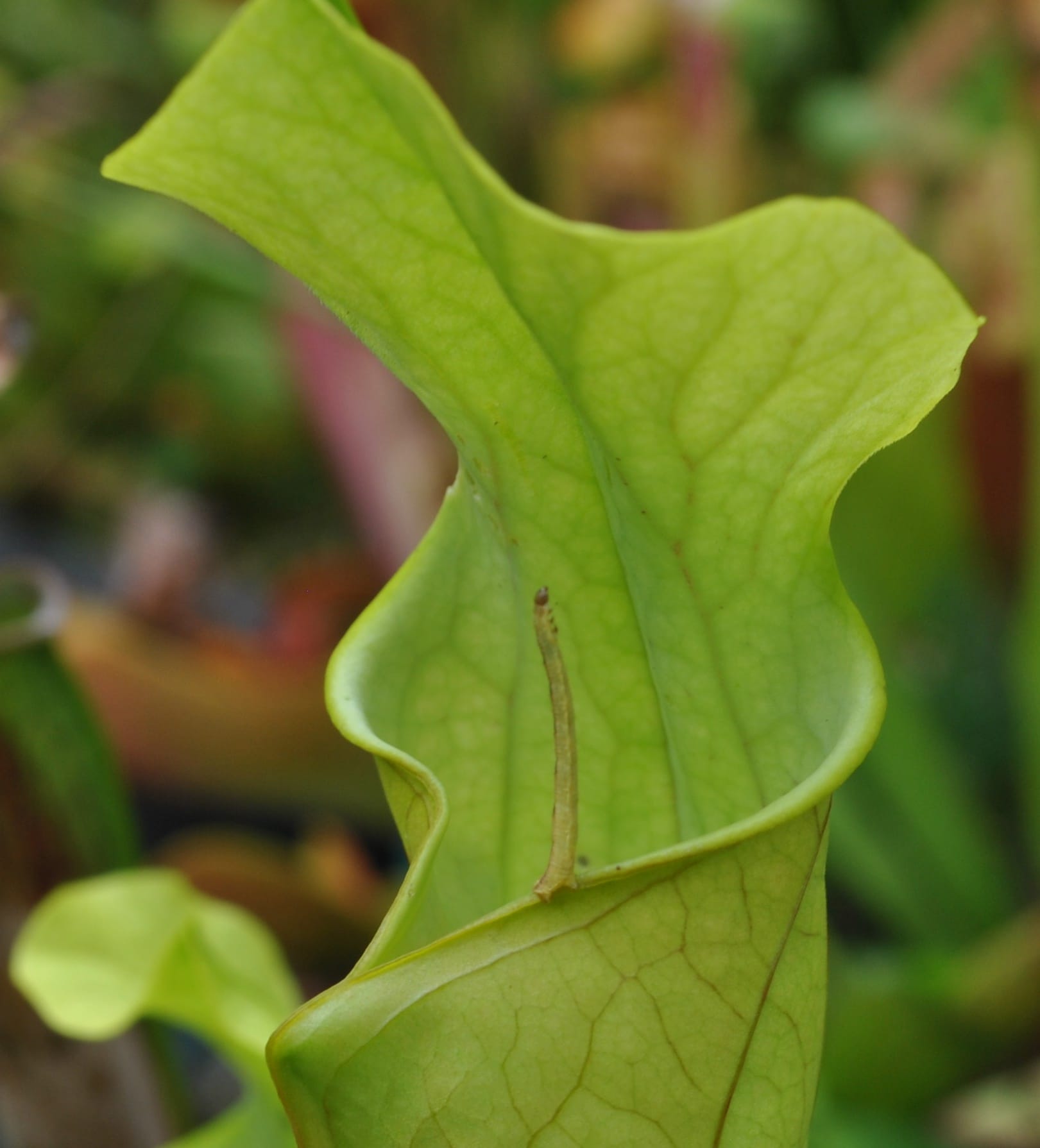 File:Sarracenia leucophylla x (leucophylla x flava) – open-pollinated, with inchworm (4913589813).jpg File:Sarracenia leucophylla x (leucophylla x flava) – open-pollinated, with inchworm (4913589813).jpg