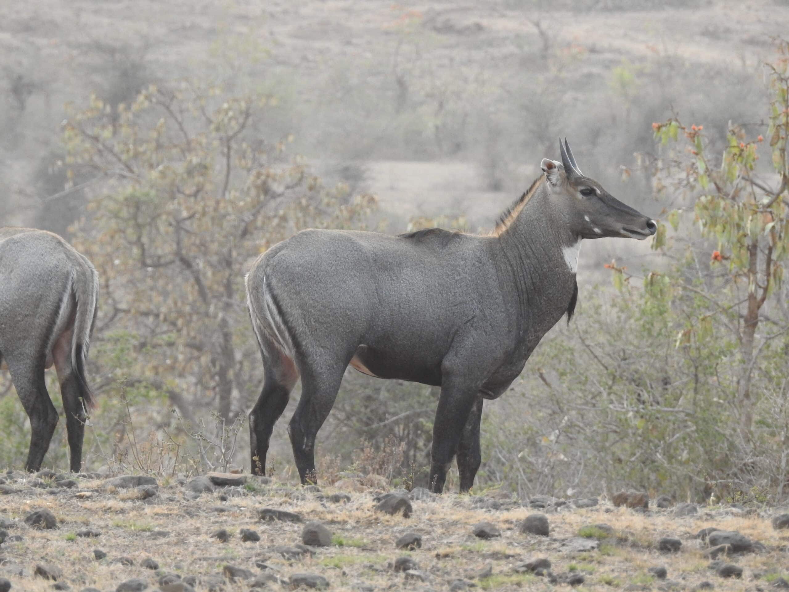 File:Neelgai Boselaphus tragocamelus by Dr. Raju Kasambe DSCN7833 (9).jpg File:Neelgai Boselaphus tragocamelus by Dr. Raju Kasambe DSCN7833 (9).jpg