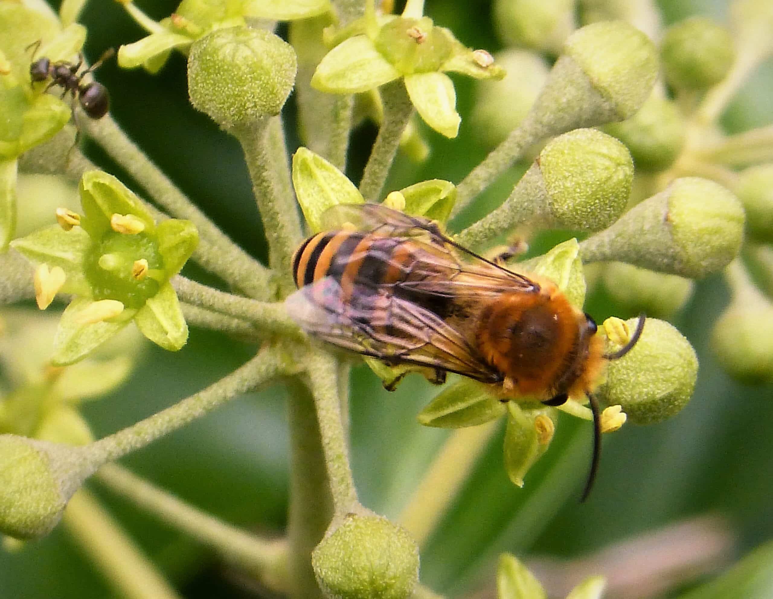 first ivy bees colletes hederae (43855978774)