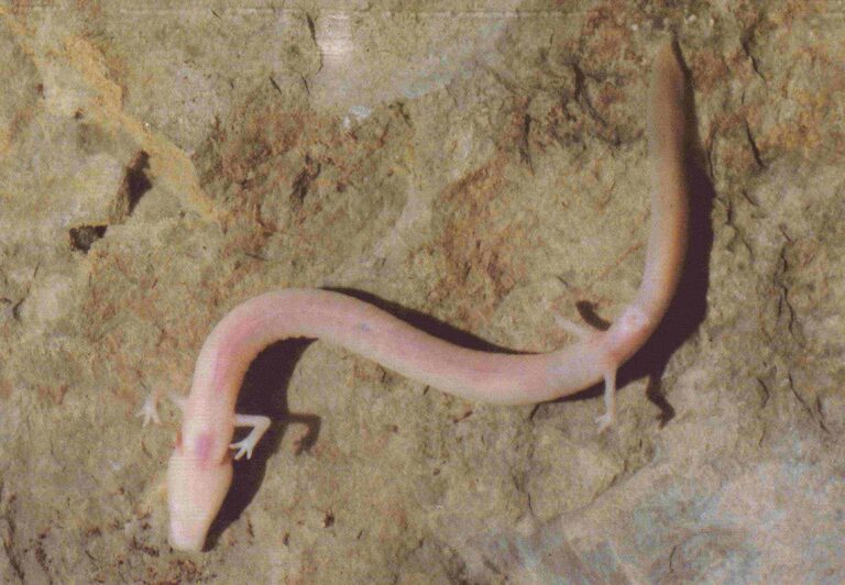 protée anguillard (proteus anguinus)