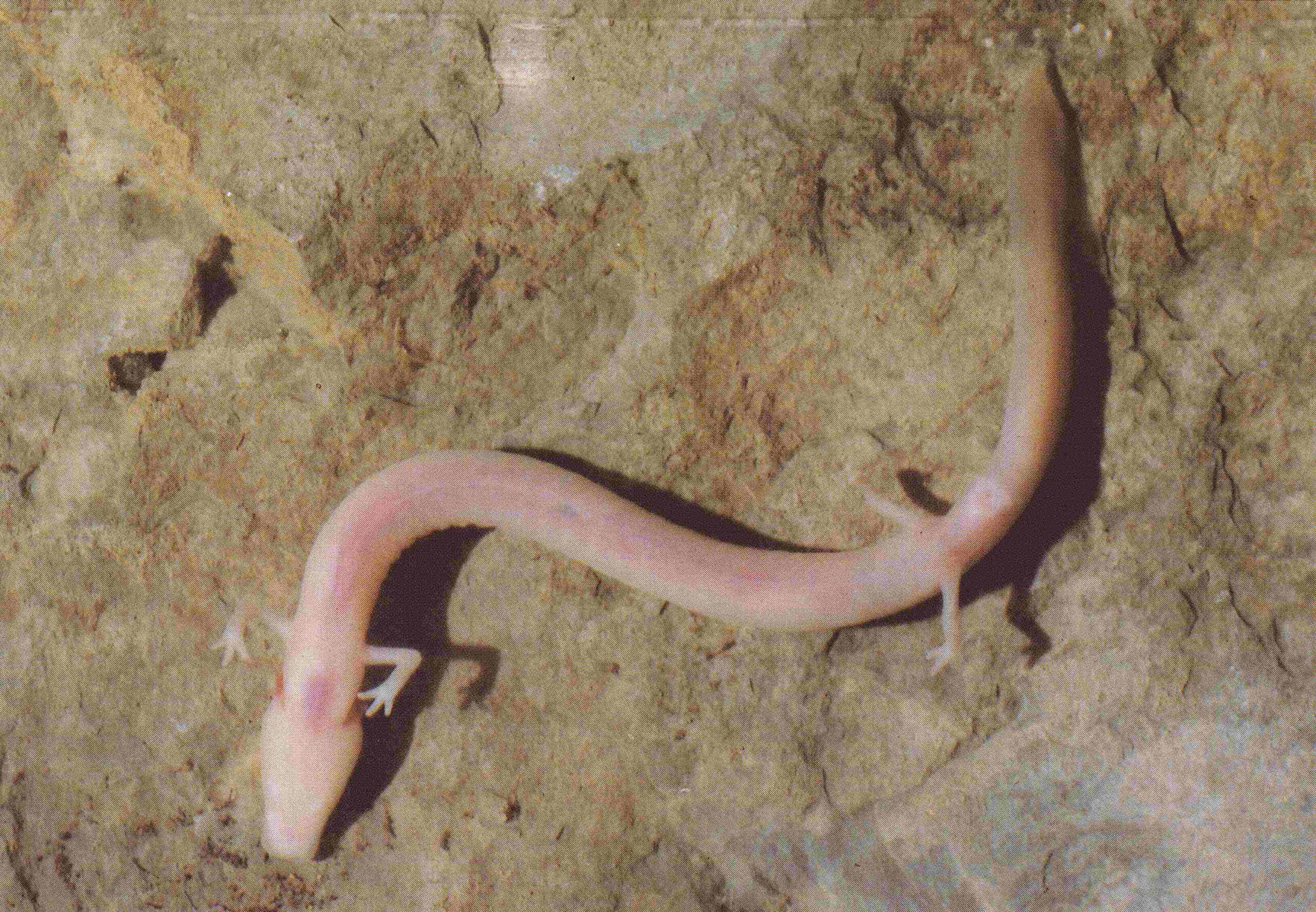 protée anguillard (proteus anguinus)
