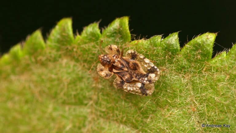 Lace bug, Tingidae Lace bug, Tingidae