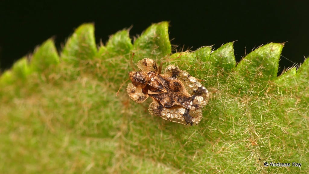 Lace bug, Tingidae Lace bug, Tingidae