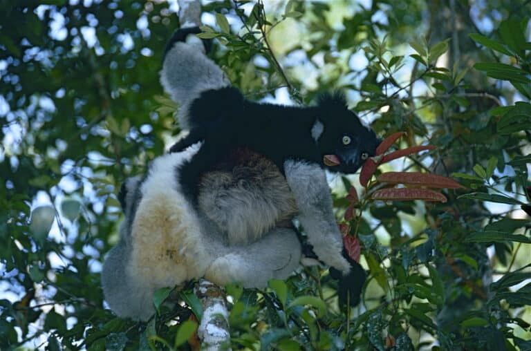 file:indris (indri indri) female with young (9644469680).jpg