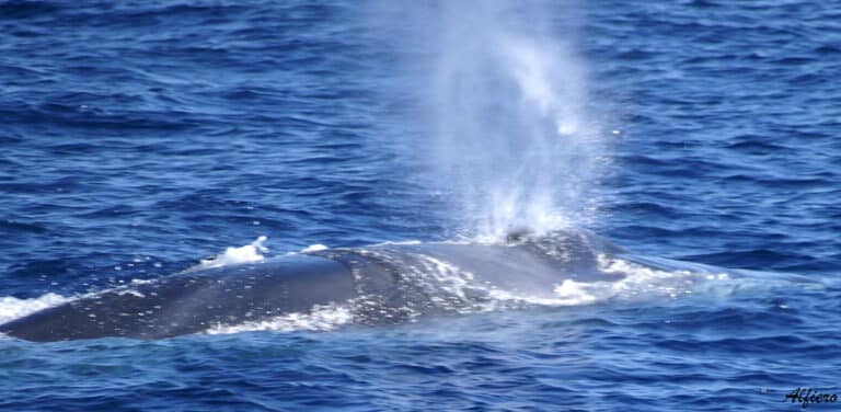 balaenoptera physalus balaenoptera physalus