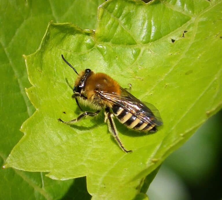 colletes hederae. ivy bee (37189569375)