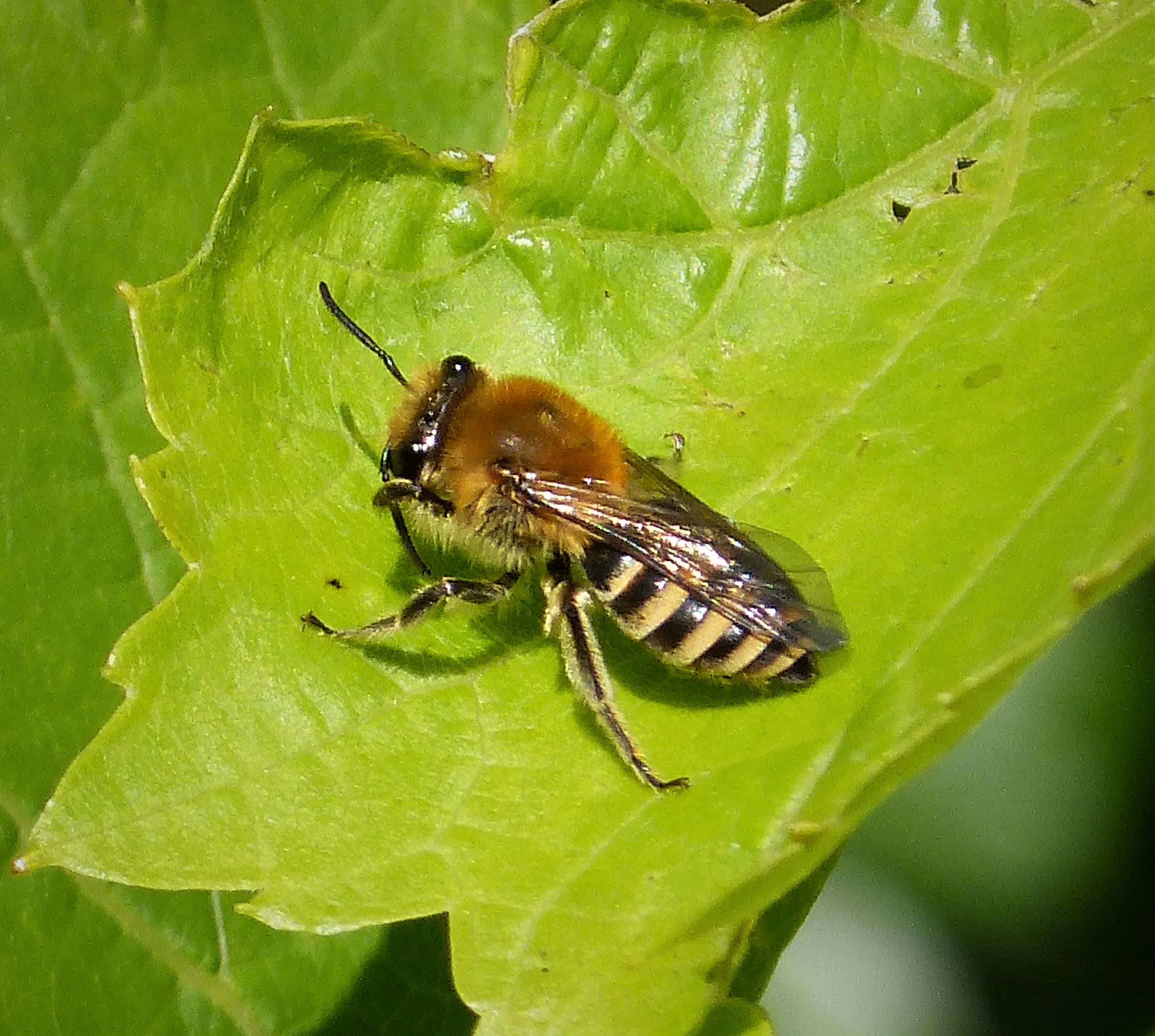 colletes hederae. ivy bee (37189569375)