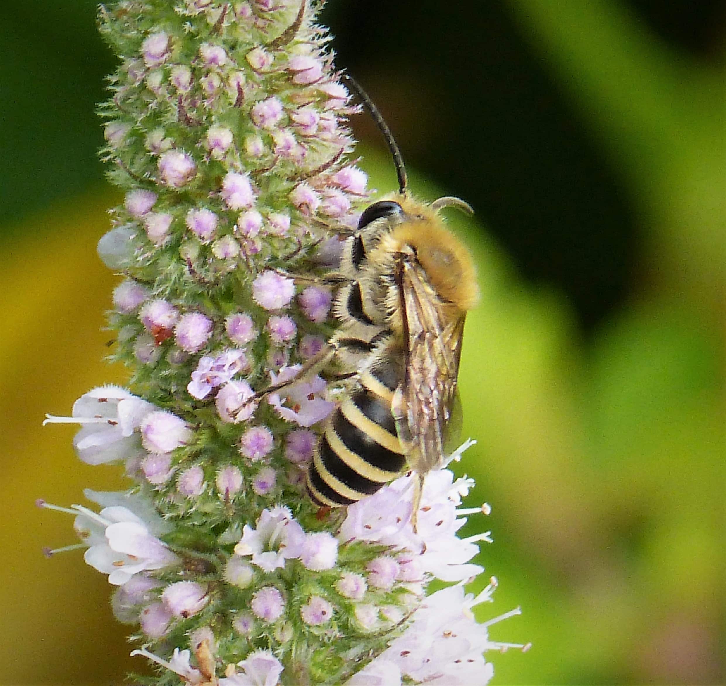 colletes hederae (44613695901)