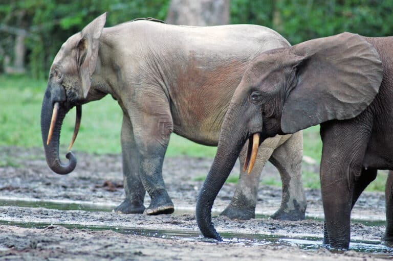 Forest Elephants (Loxodonta cyclotis) in the Dzanga Sangha Reserve, Central African Republic Forest Elephants (Loxodonta cyclotis) in the Dzanga Sangha Reserve, Central African Republic