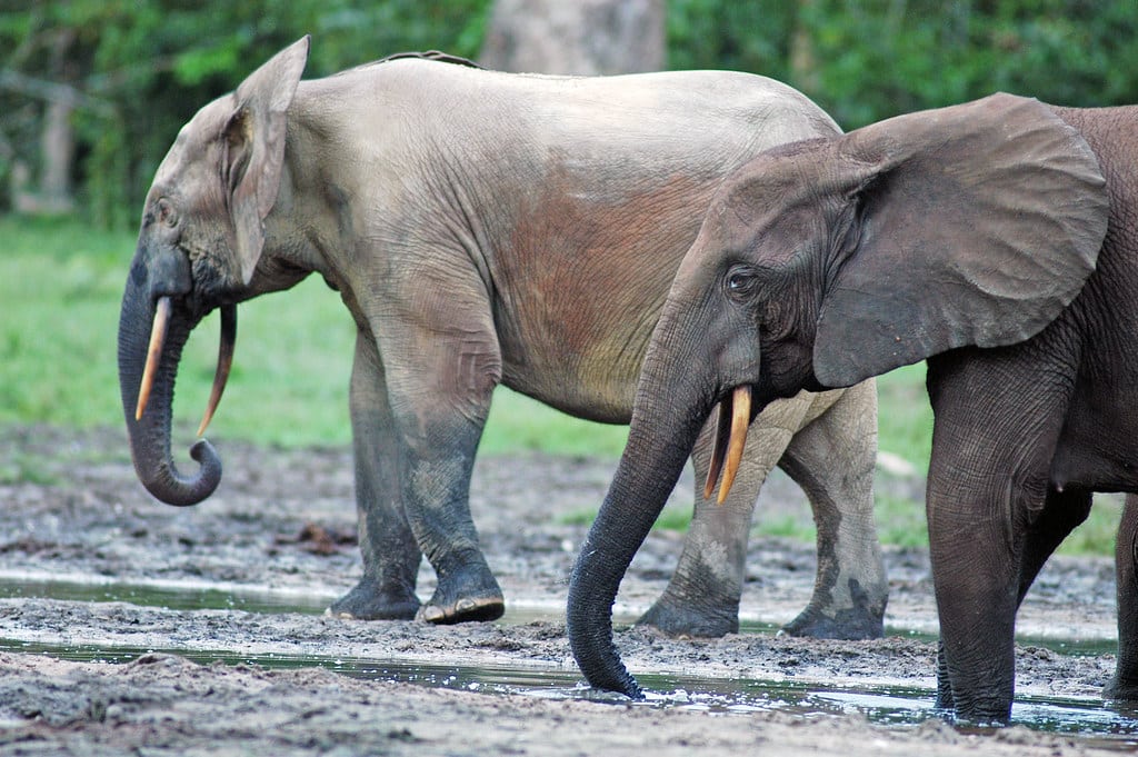 Forest Elephants (Loxodonta cyclotis) in the Dzanga Sangha Reserve, Central African Republic Forest Elephants (Loxodonta cyclotis) in the Dzanga Sangha Reserve, Central African Republic