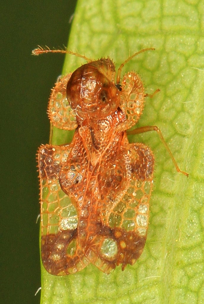 Lace Bug – Corythucha species, Occoquan Bay National Wildlife Refuge, Woodbridge, Virginia Lace Bug – Corythucha species, Occoquan Bay National Wildlife Refuge, Woodbridge, Virginia