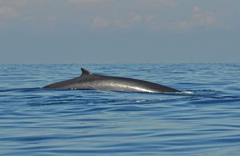 balaenoptera physalus balaenoptera physalus