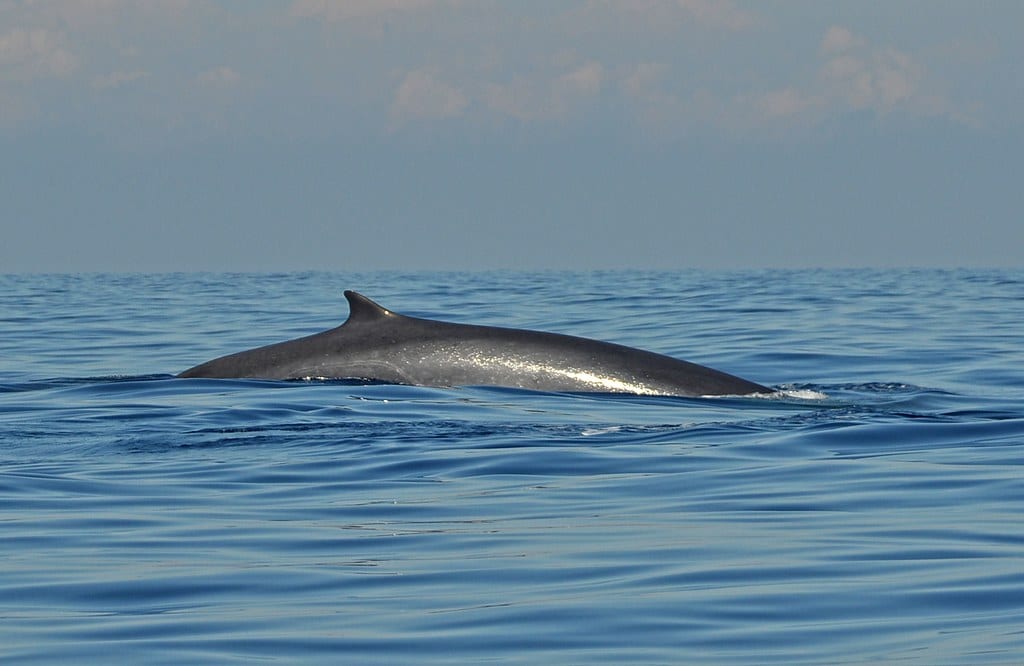 balaenoptera physalus balaenoptera physalus