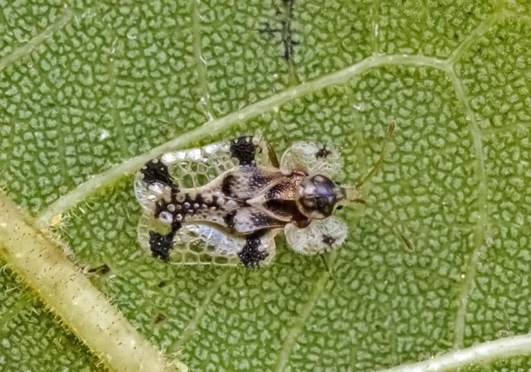 Lace Bug – Corythucha juglandis Lace Bug – Corythucha juglandis