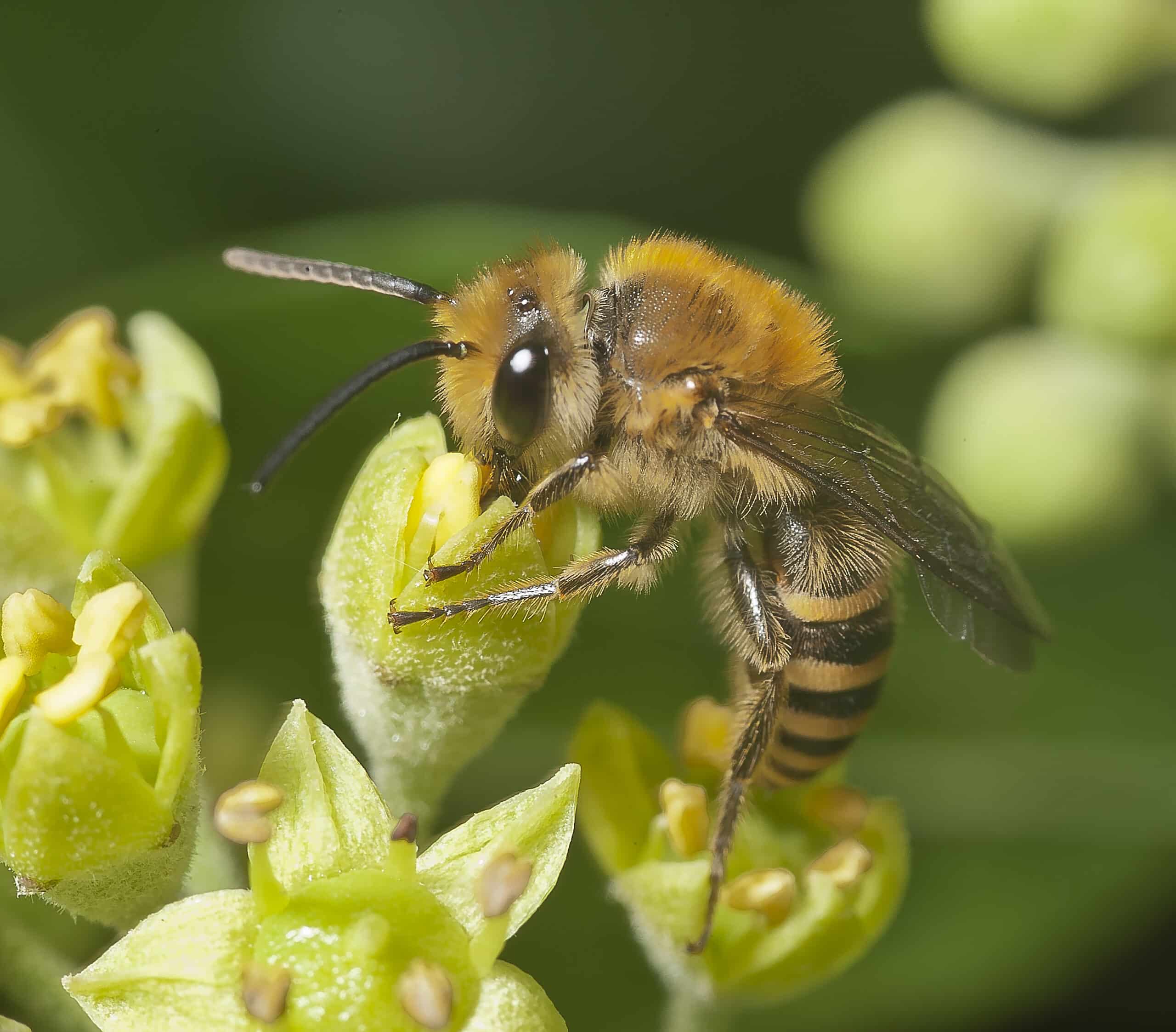 colletes hederae pjt3