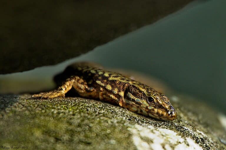 Podarcis muralis Podarcis muralis