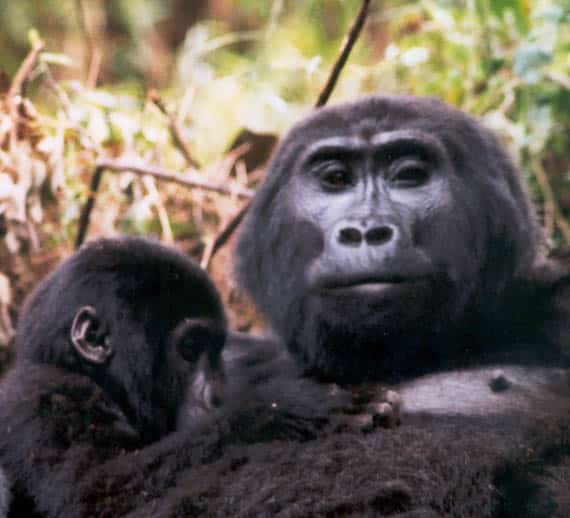 Mountain gorilla breast feeding.KMRA Mountain gorilla breast feeding.KMRA