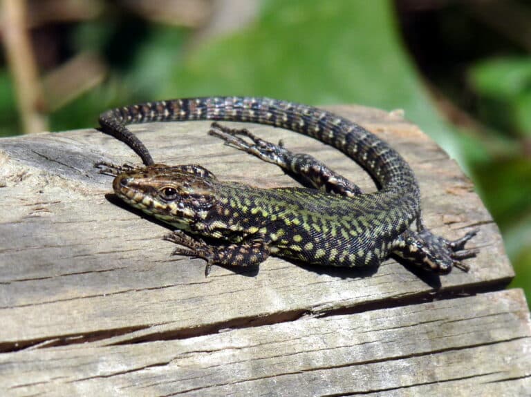 Podarcis muralis, Livorno Podarcis muralis, Livorno