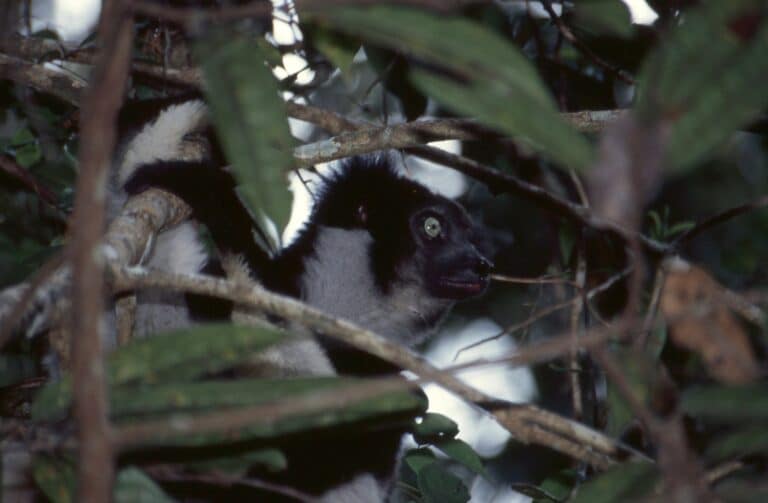 indri (indri indri) (43220129700)