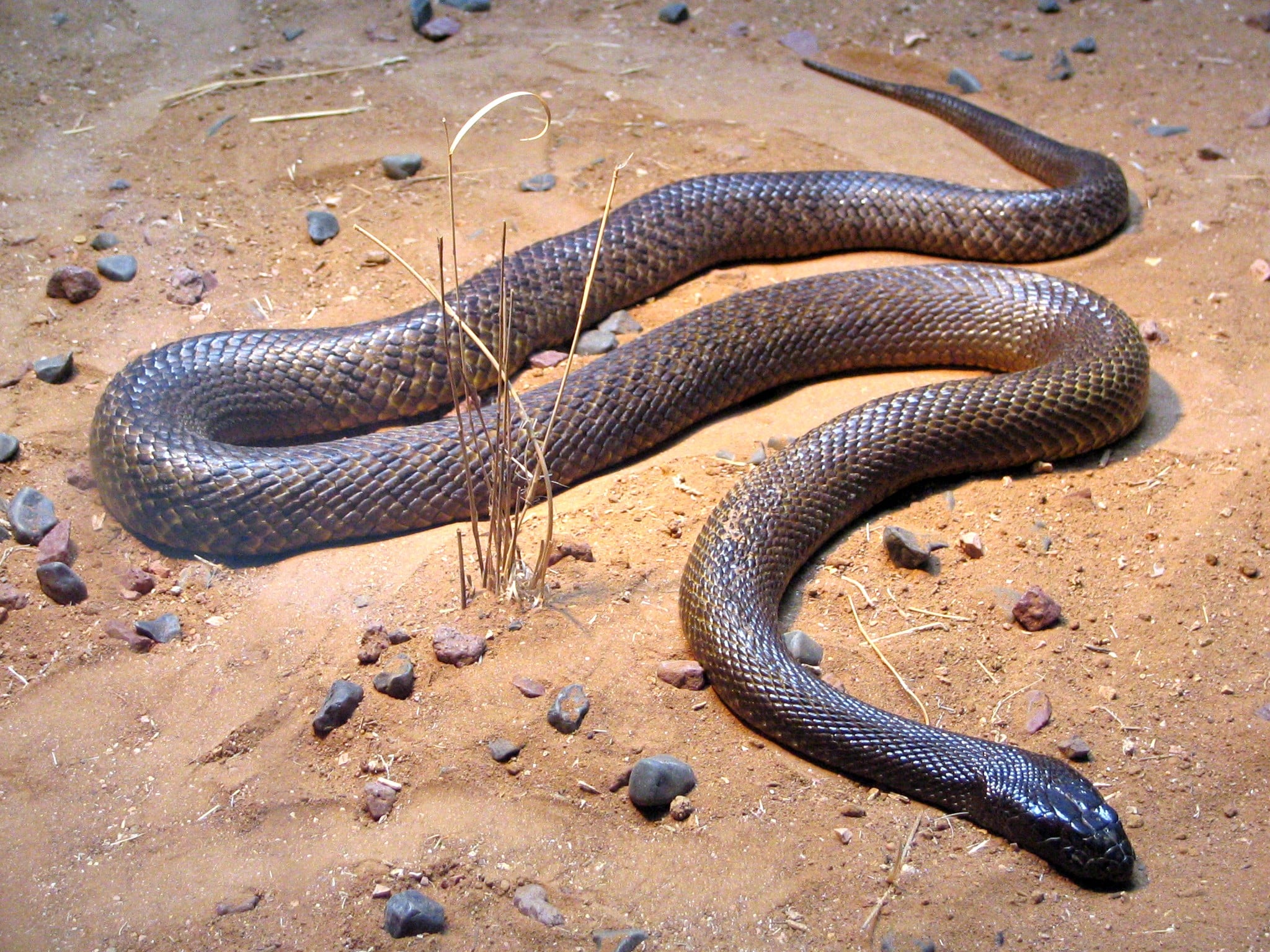 fierce snake oxyuranus microlepidotus fierce snake oxyuranus microlepidotus