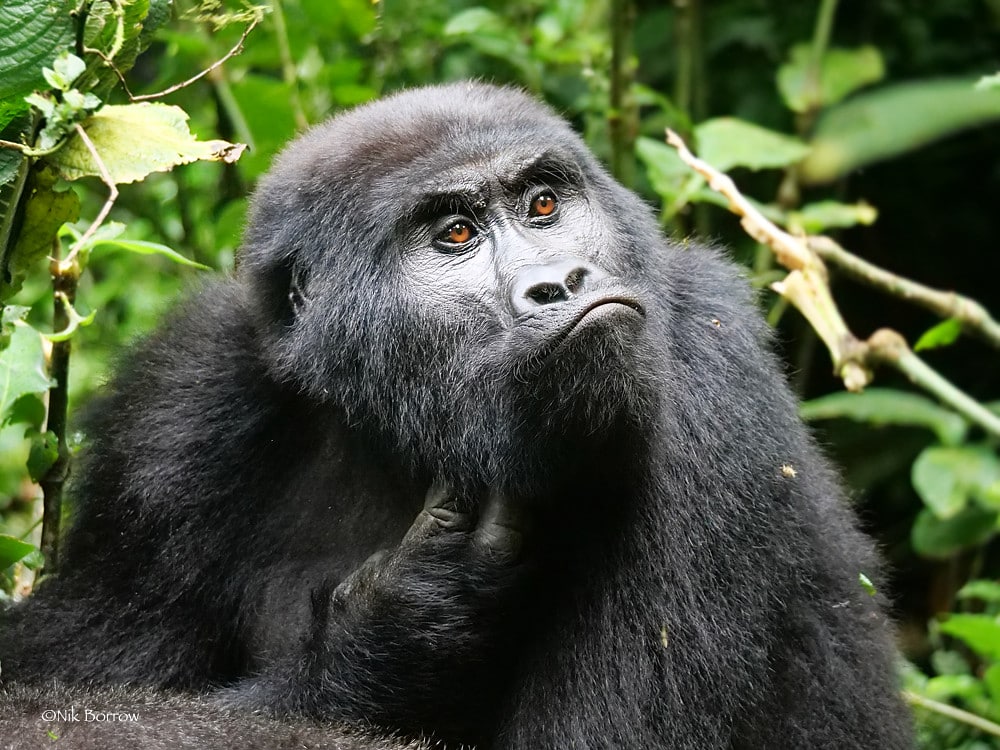 Eastern Gorilla Gorilla b. beringei Eastern Gorilla Gorilla b. beringei Eastern Gorilla