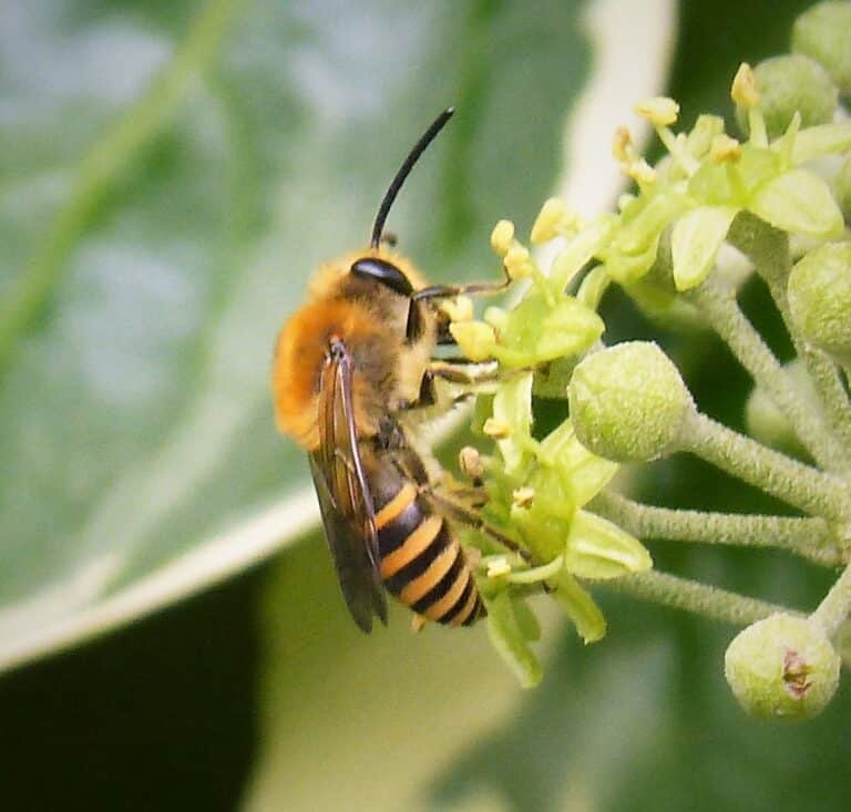 first ivy bees colletes hederae (43664751735)