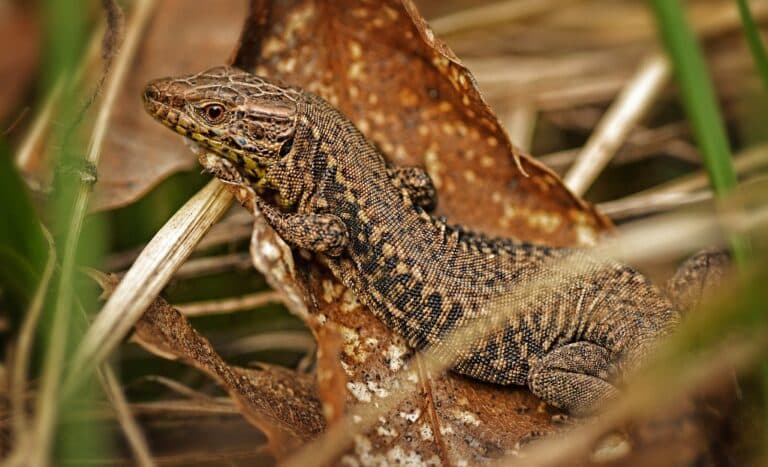 Podarcis muralis Podarcis muralis