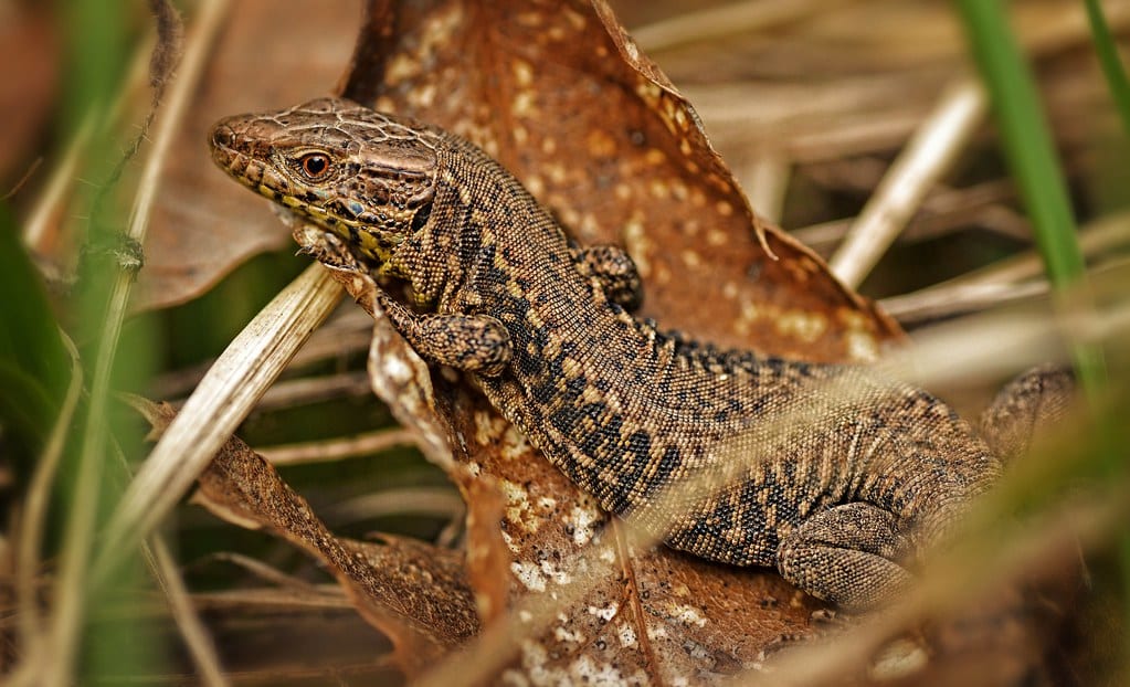 Podarcis muralis Podarcis muralis
