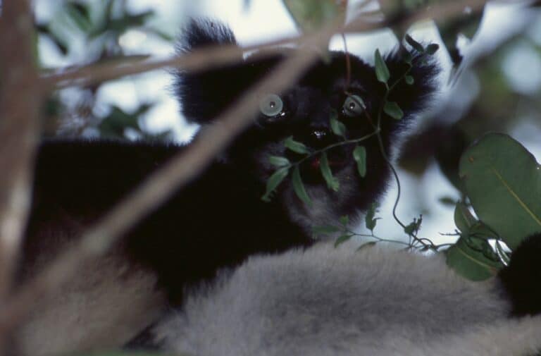 indri (indri indri) (43220169410)
