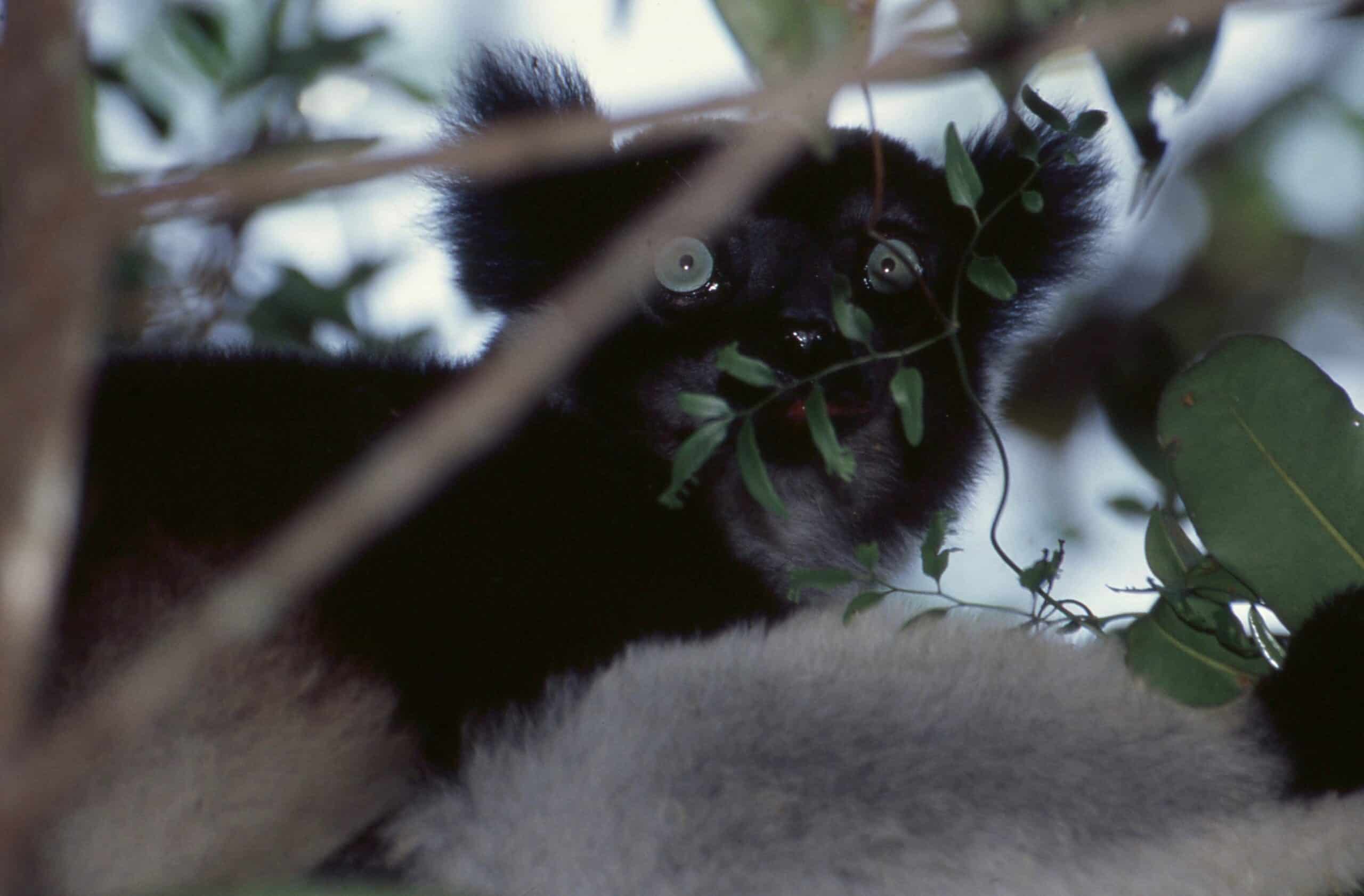 indri (indri indri) (43220169410)