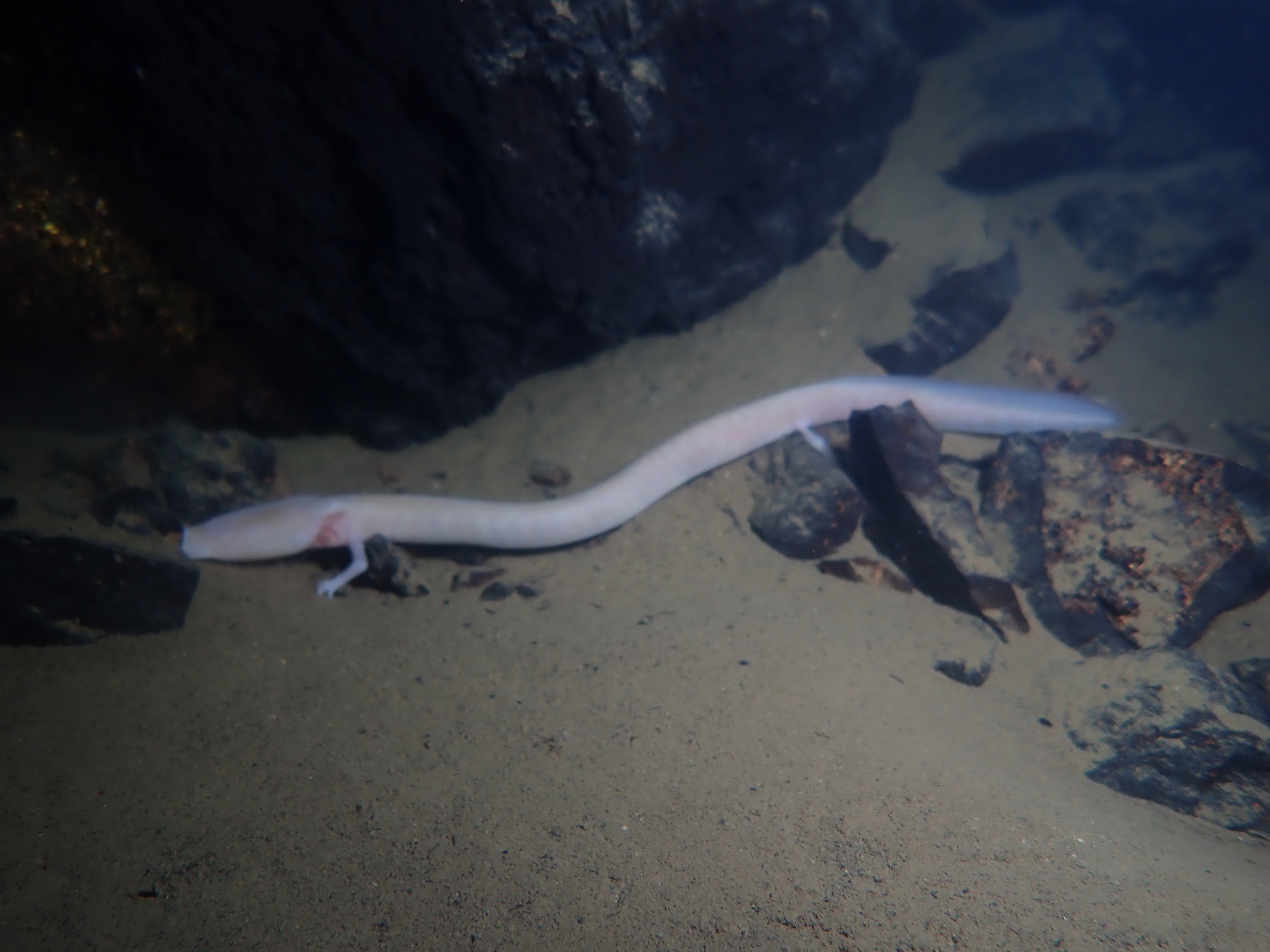 proteus anguinus anguinus 48298877