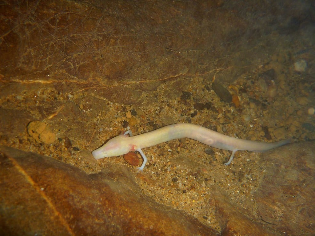 proteus anguinus