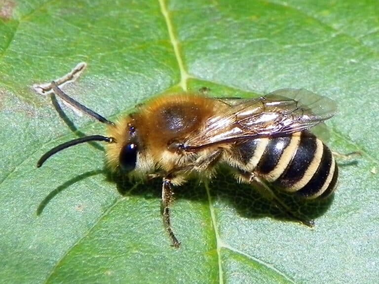 file:ivy bee (colletes hederae) (30182046212).jpg