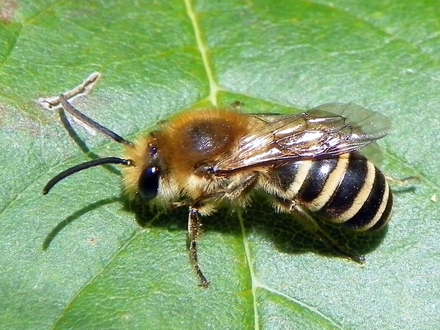 file:ivy bee (colletes hederae) (30182046212).jpg