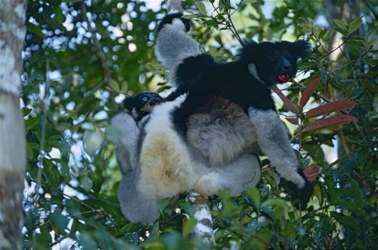 file:indris (indri indri) female with young (9641276627).jpg