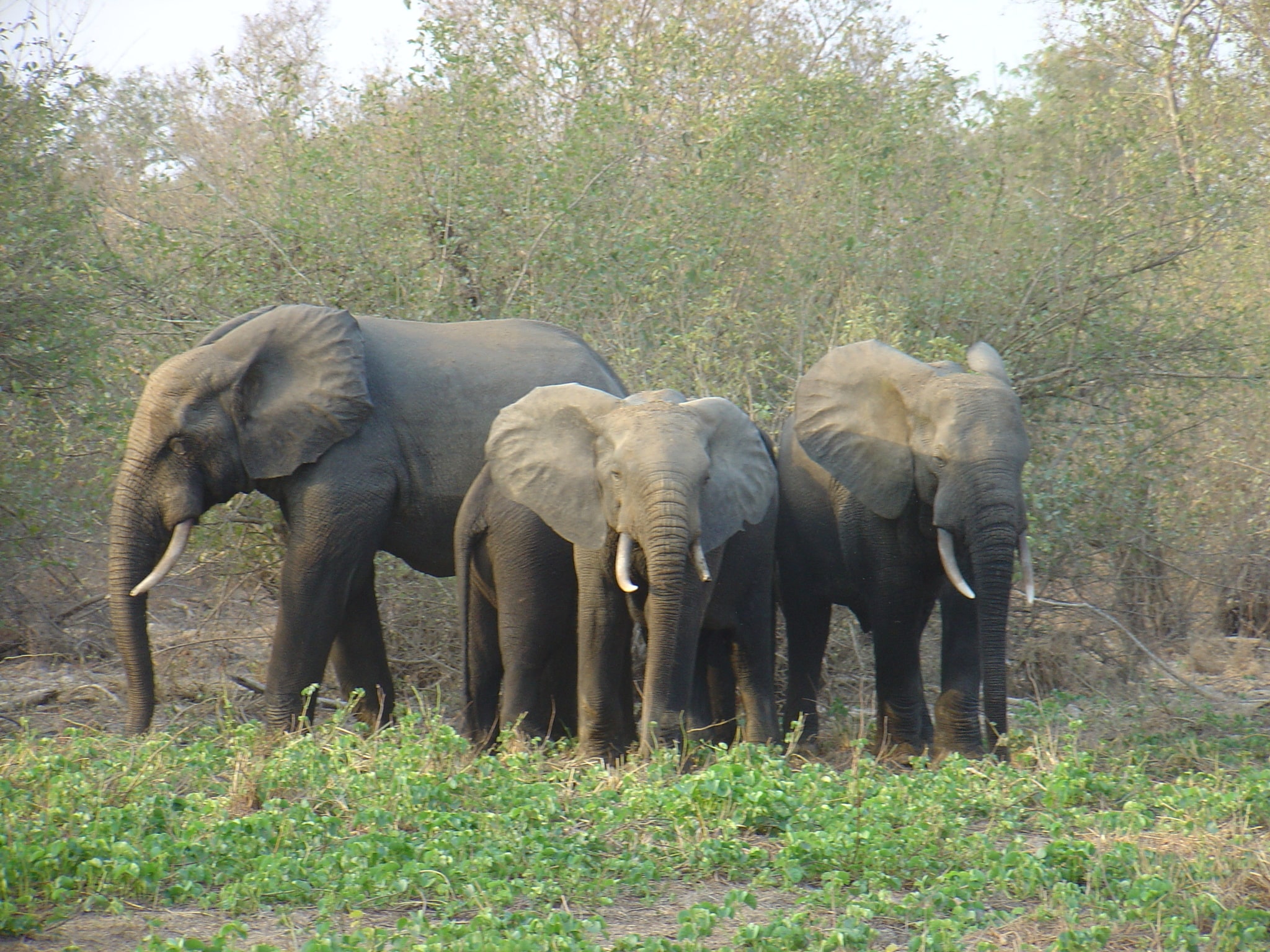 Loxodonta cyclotis 110278379 Loxodonta cyclotis 110278379