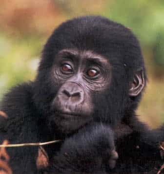 Mountain gorilla toddler of the Nkuringo troop in the Bwindi Impenetrable National Park in Uganda Mountain gorilla toddler of the Nkuringo troop in the Bwindi Impenetrable National Park in Uganda