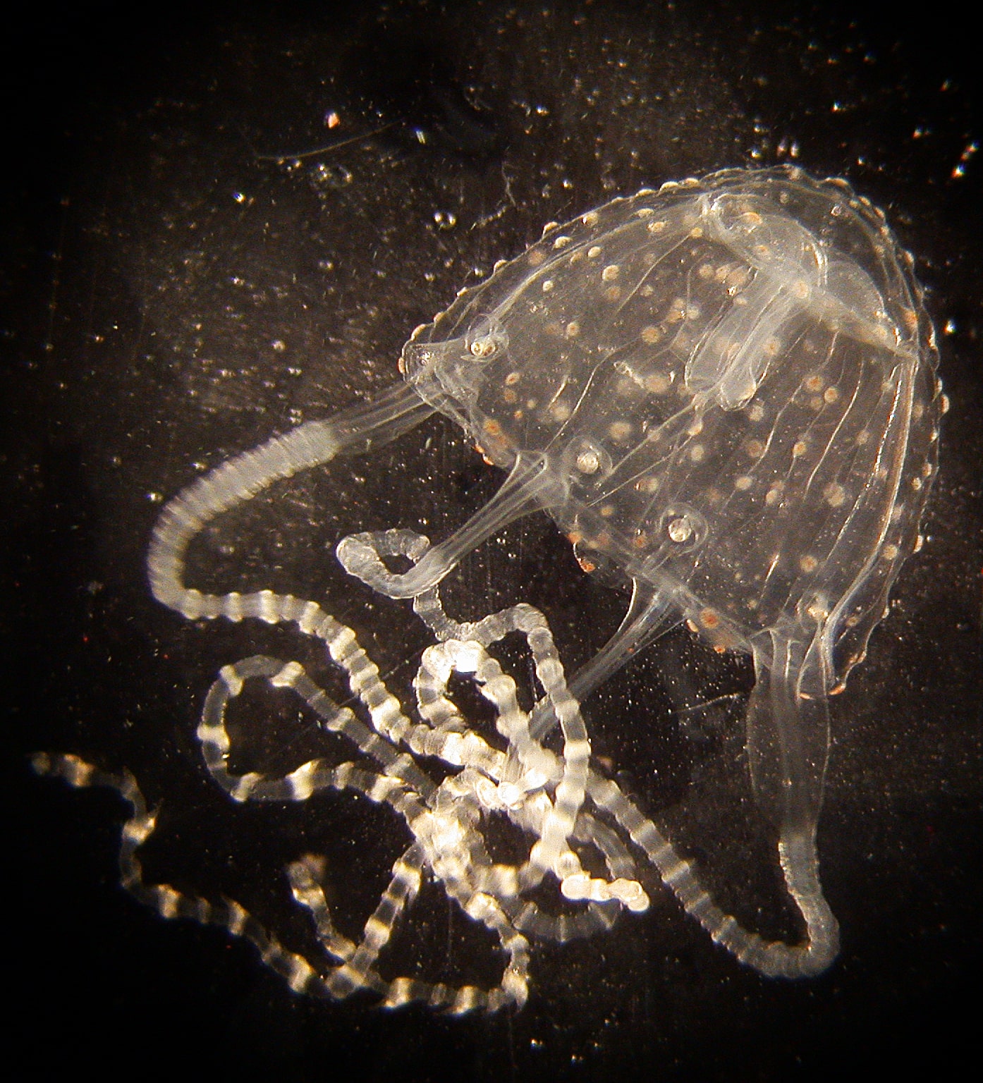 carukia barnesi 001a  Irukandji Jellyfish