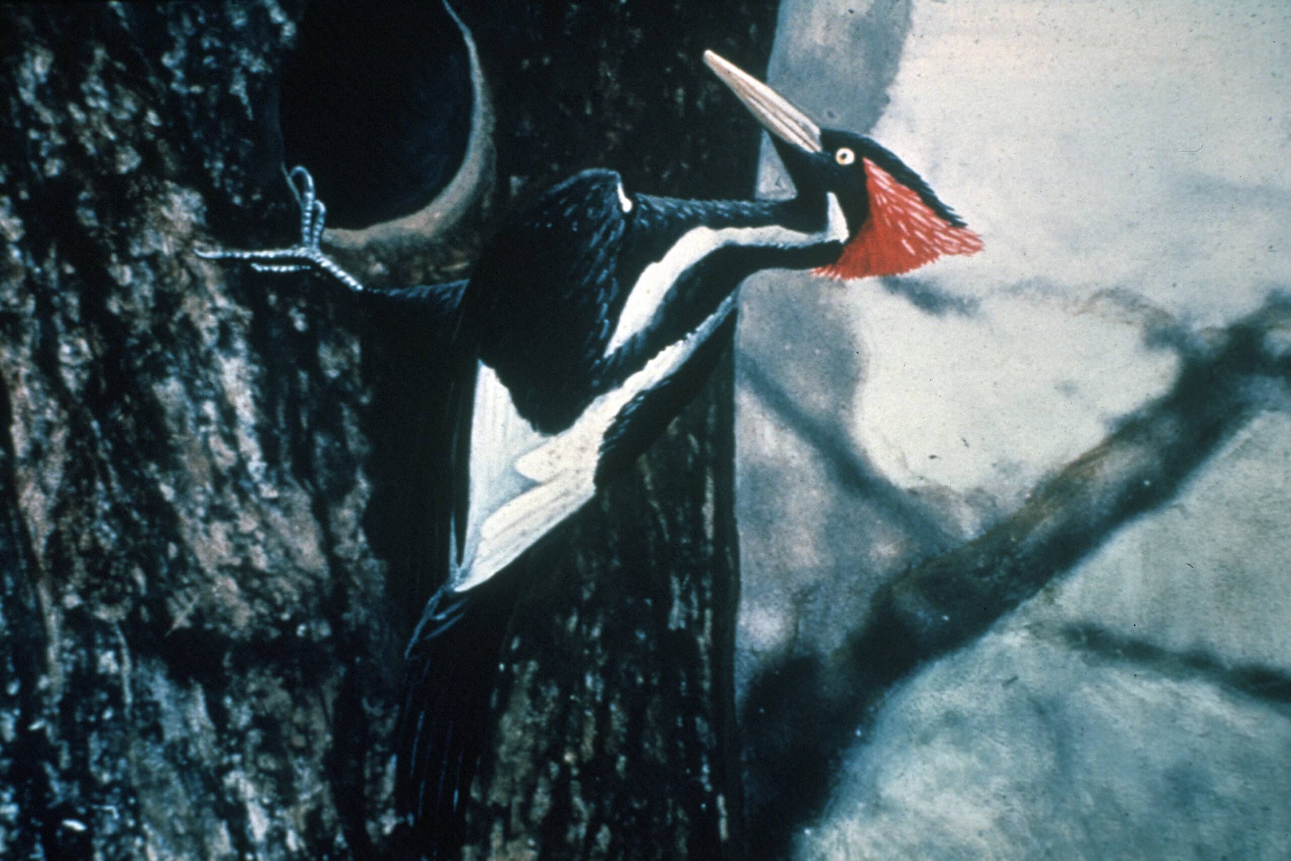 ivory billed woodpecker by jerry a. payne  Ivory-billed woodpecker