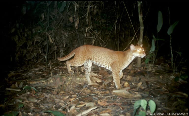 Full body photo of an African golden cat African Golden Cat