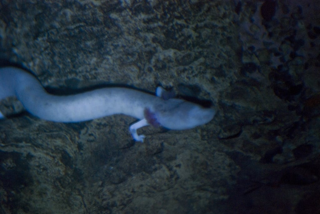 proteus anguinus